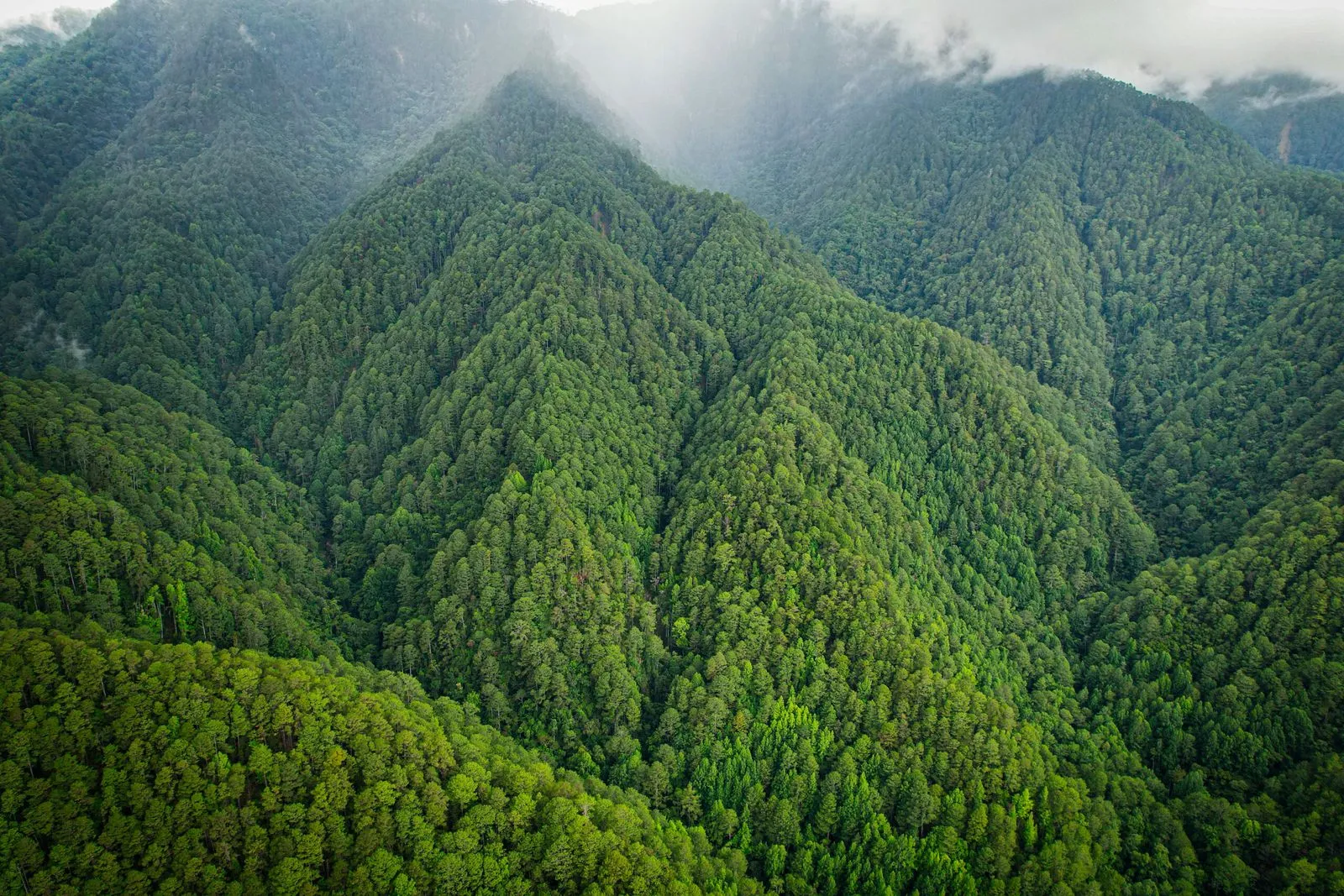 Bosque nublado de pino sobre las montañas de Honduras